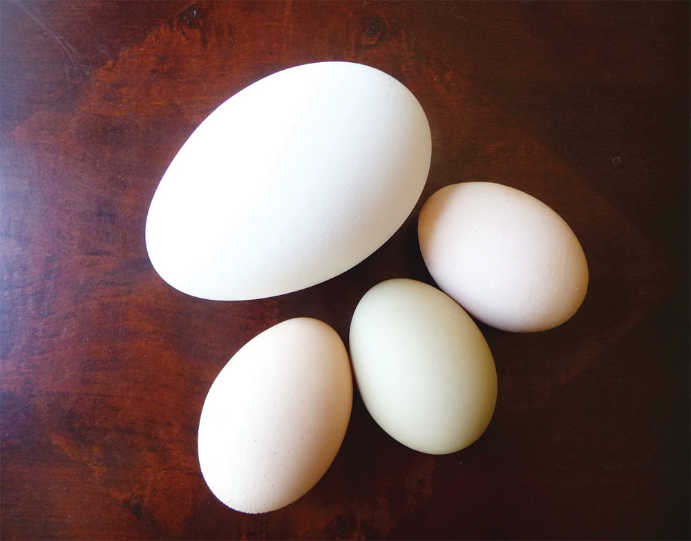 goose-eggs